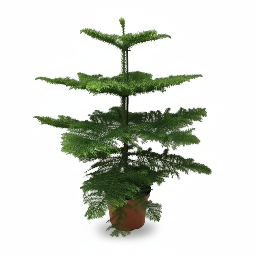 Araucaria heterophylla (Pino de Norfolk) - Verdeia - 5