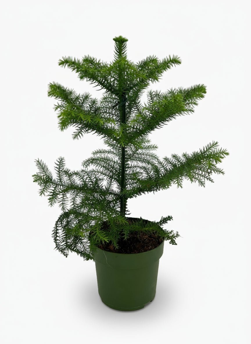 Araucaria heterophylla — Sapin de Norfolk - Verdeia - 1