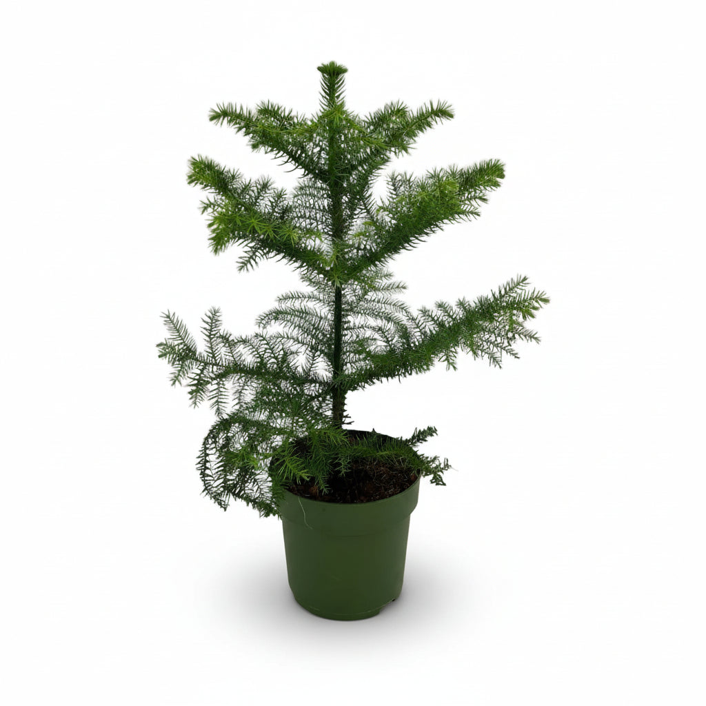 Araucaria heterophylla — Pino de Norfolk - Verdeia - 1