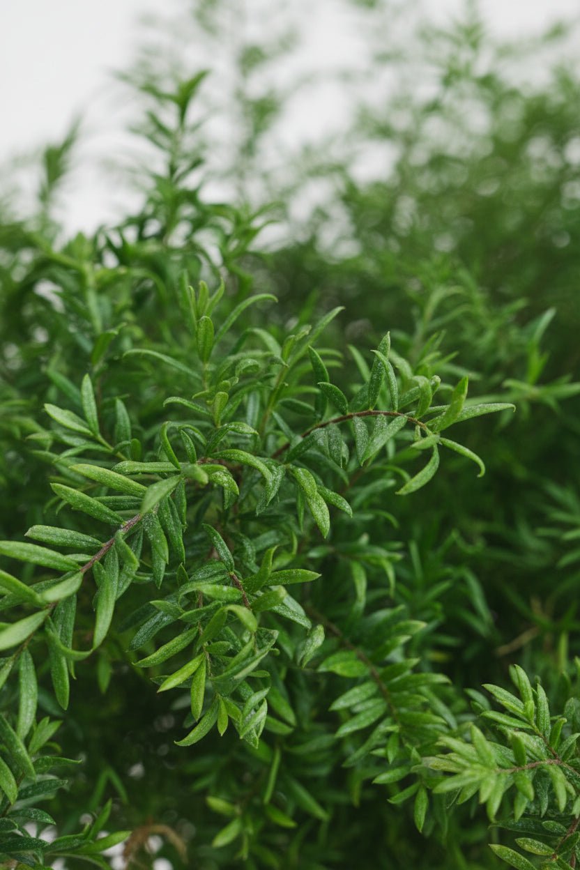 Asparagus Densiflorus &