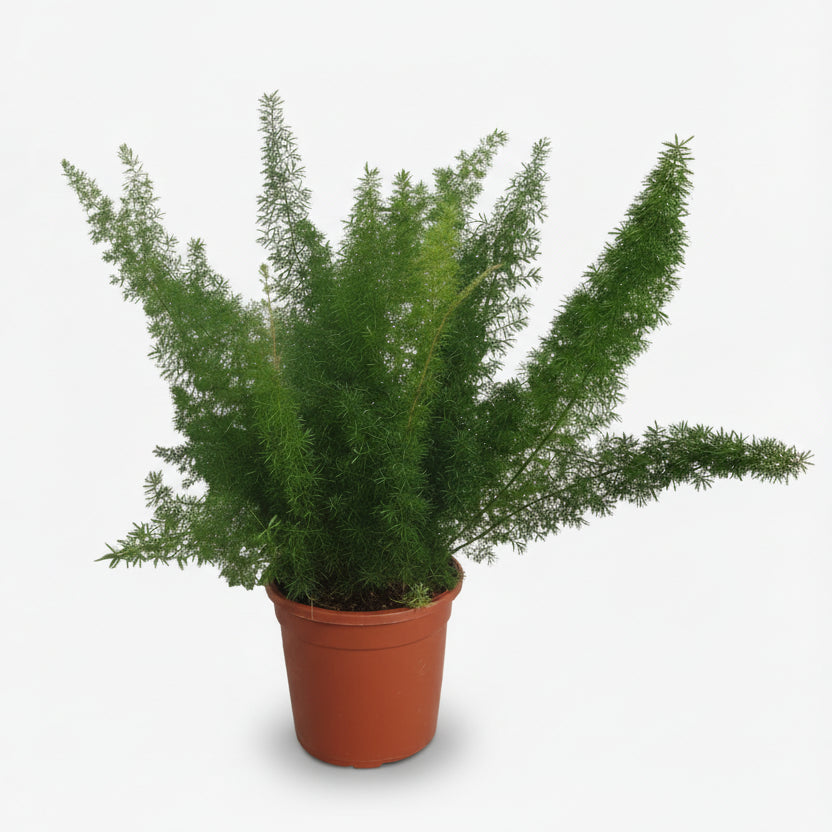 Asparagus Densiflorus Meyers in its growing pot on a white background
