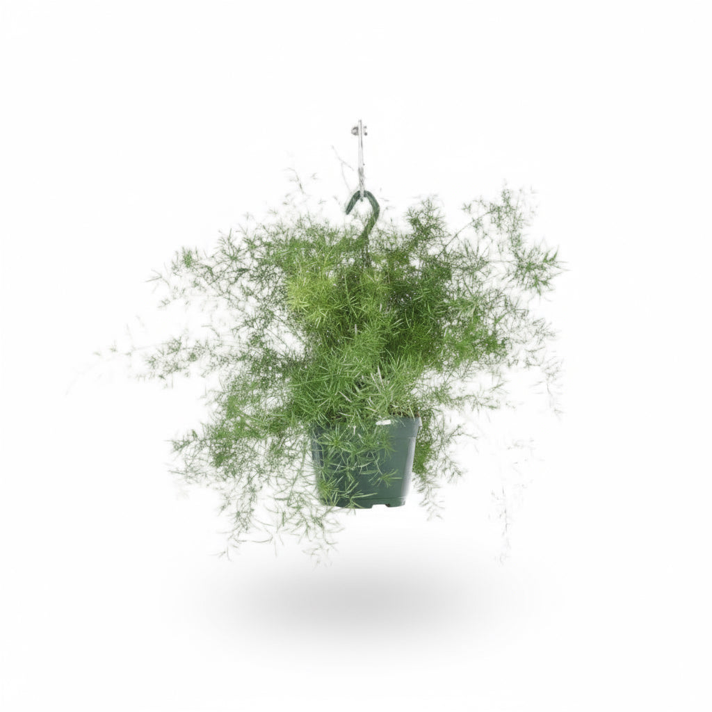 Asparagus Sprengeri – Trailing Ornamental Asparagus – D17 x H35 cm - Verdeia - 1