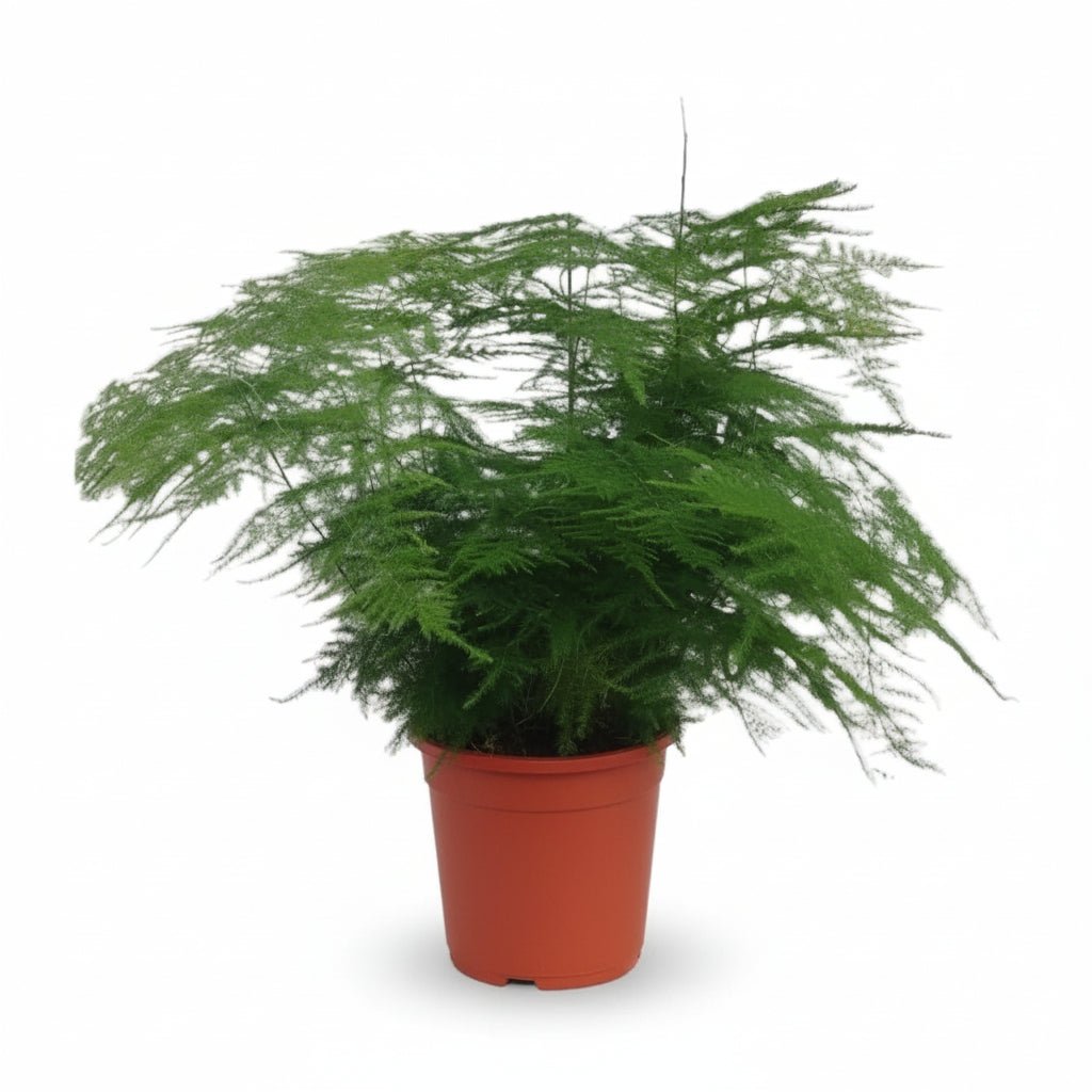 Asparagus setaceus (Helecho de espárrago) - Verdeia - 3