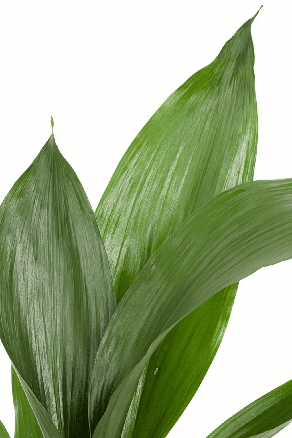 Aspidistra elatior – Lengua de suegra japonesa - Verdeia - 2