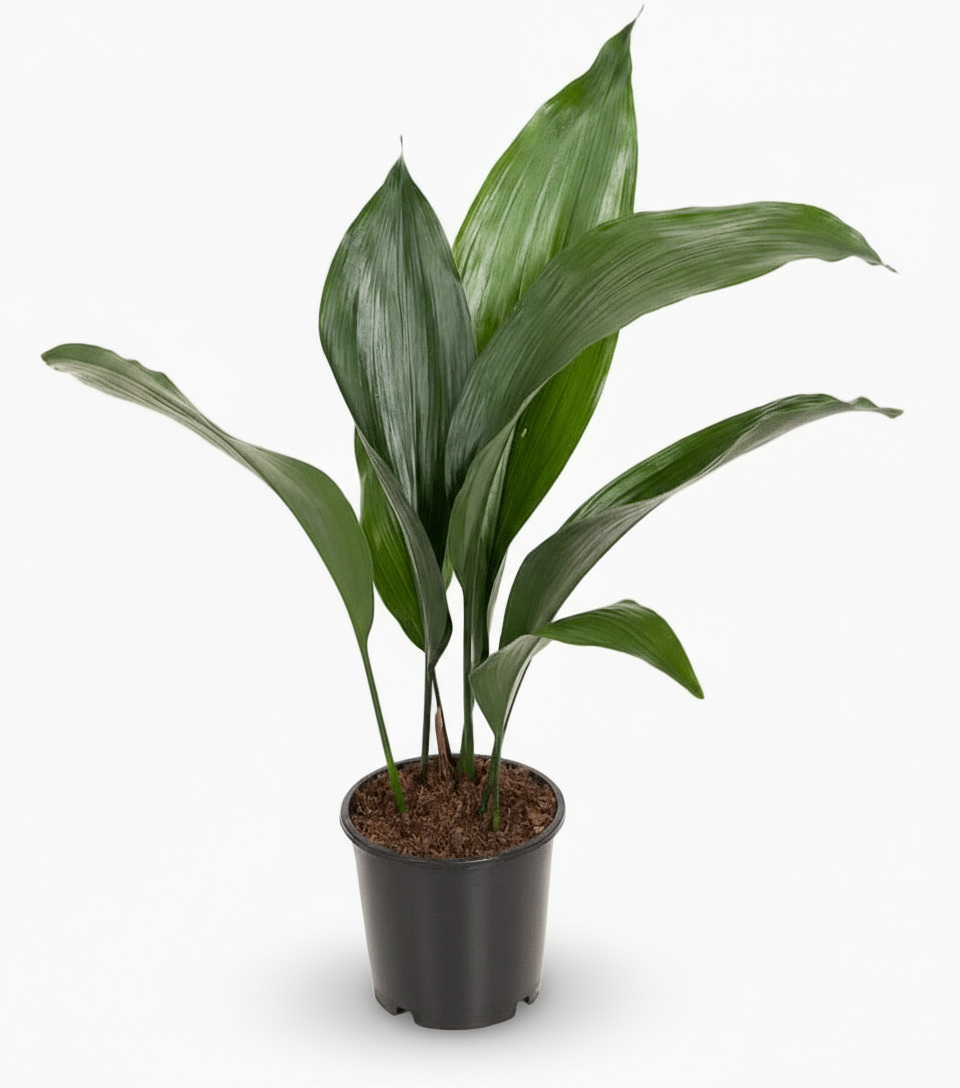 Aspidistra elatior – Lengua de suegra japonesa - Verdeia - 1