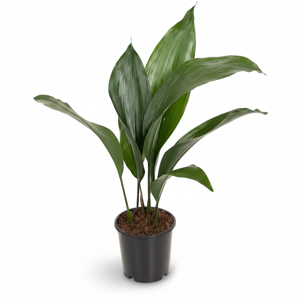 Aspidistra elatior – Lengua de suegra japonesa - Verdeia - 1