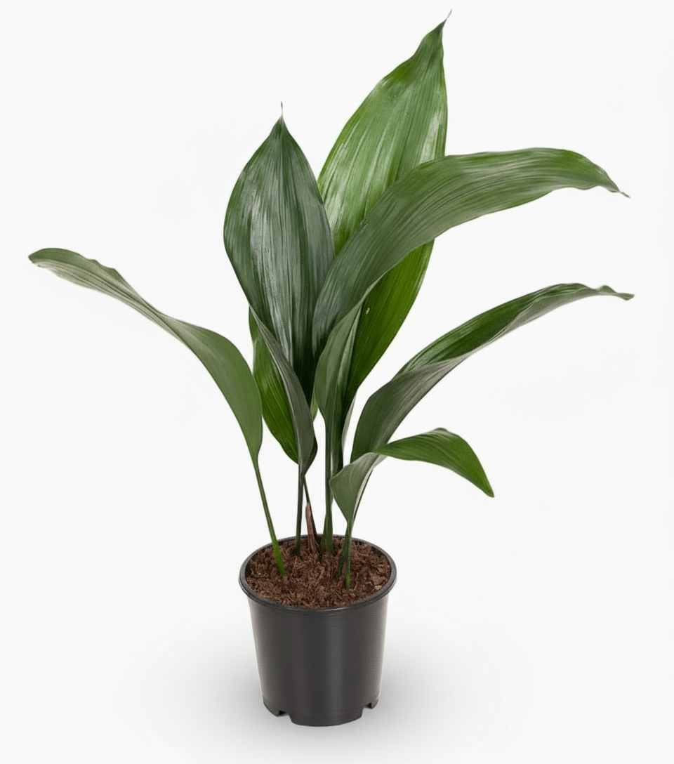 Aspidistra elatior – Lengua de suegra japonesa - Verdeia - 5
