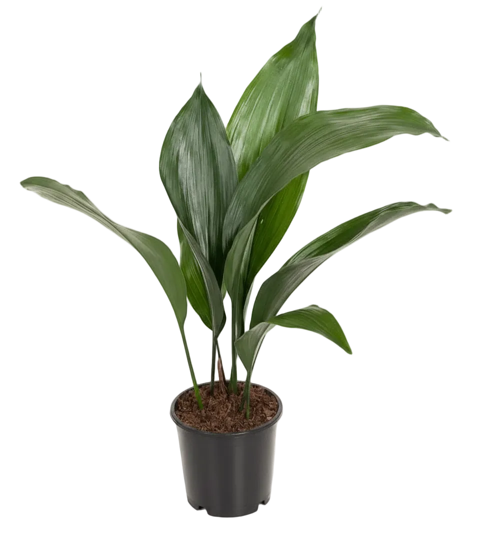 Aspidistra elatior – Lengua de suegra japonesa - Verdeia - 5