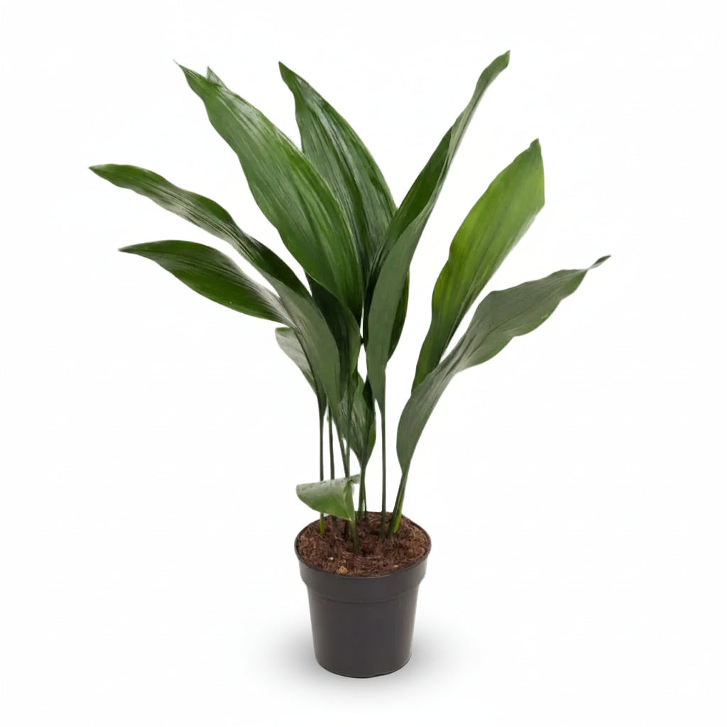 Aspidistra elatior – Lengua de suegra japonesa - Verdeia - 6
