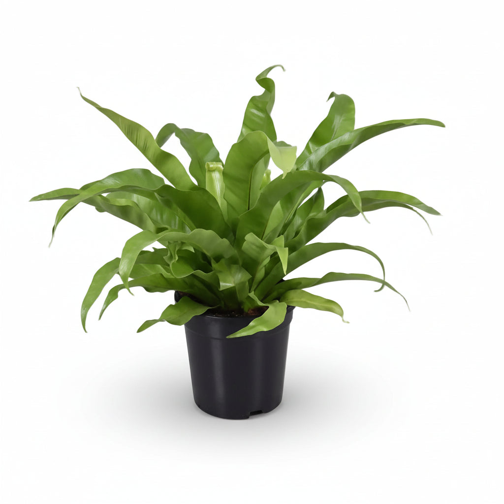 Asplenium Antiquum — Helecho nido de pájaro - Verdeia - 1