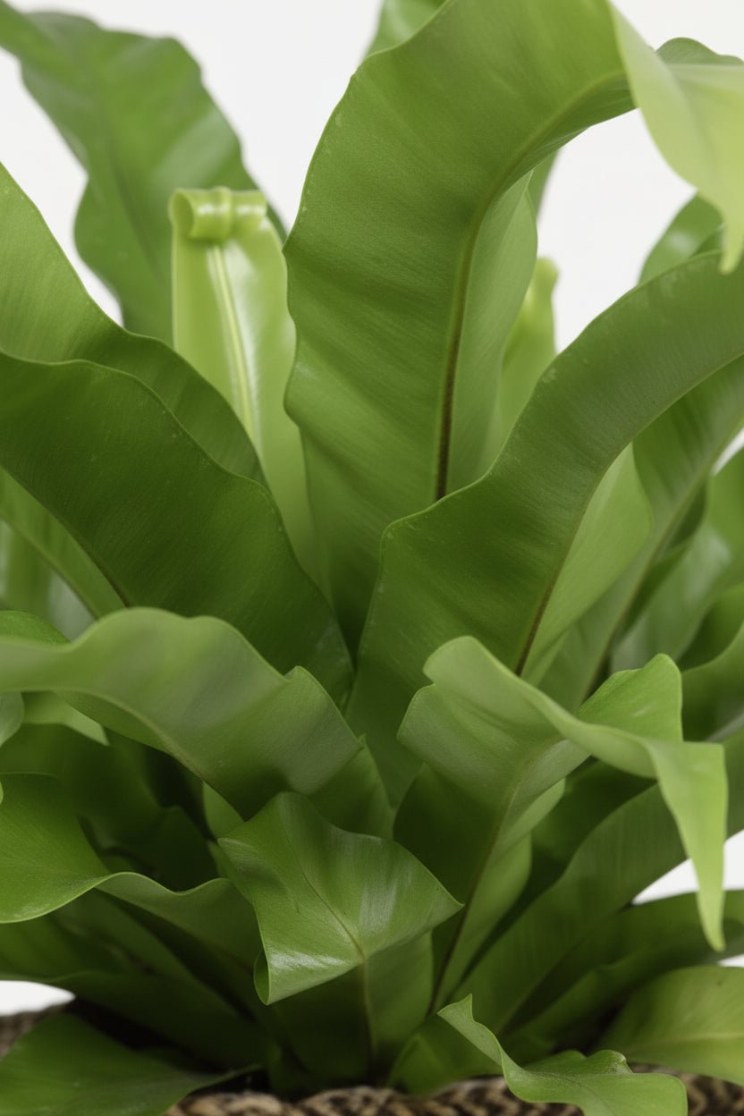 Asplenium Antiquum — Panier Selin noir — Prêt à poser - Verdeia - 2