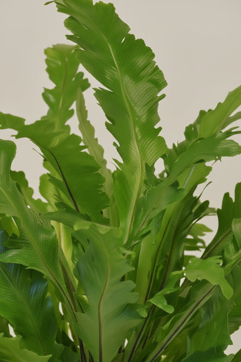 Asplenium Campio — Helecho nido de pájaro — Ø17 cm — H50 cm - Verdeia - 2