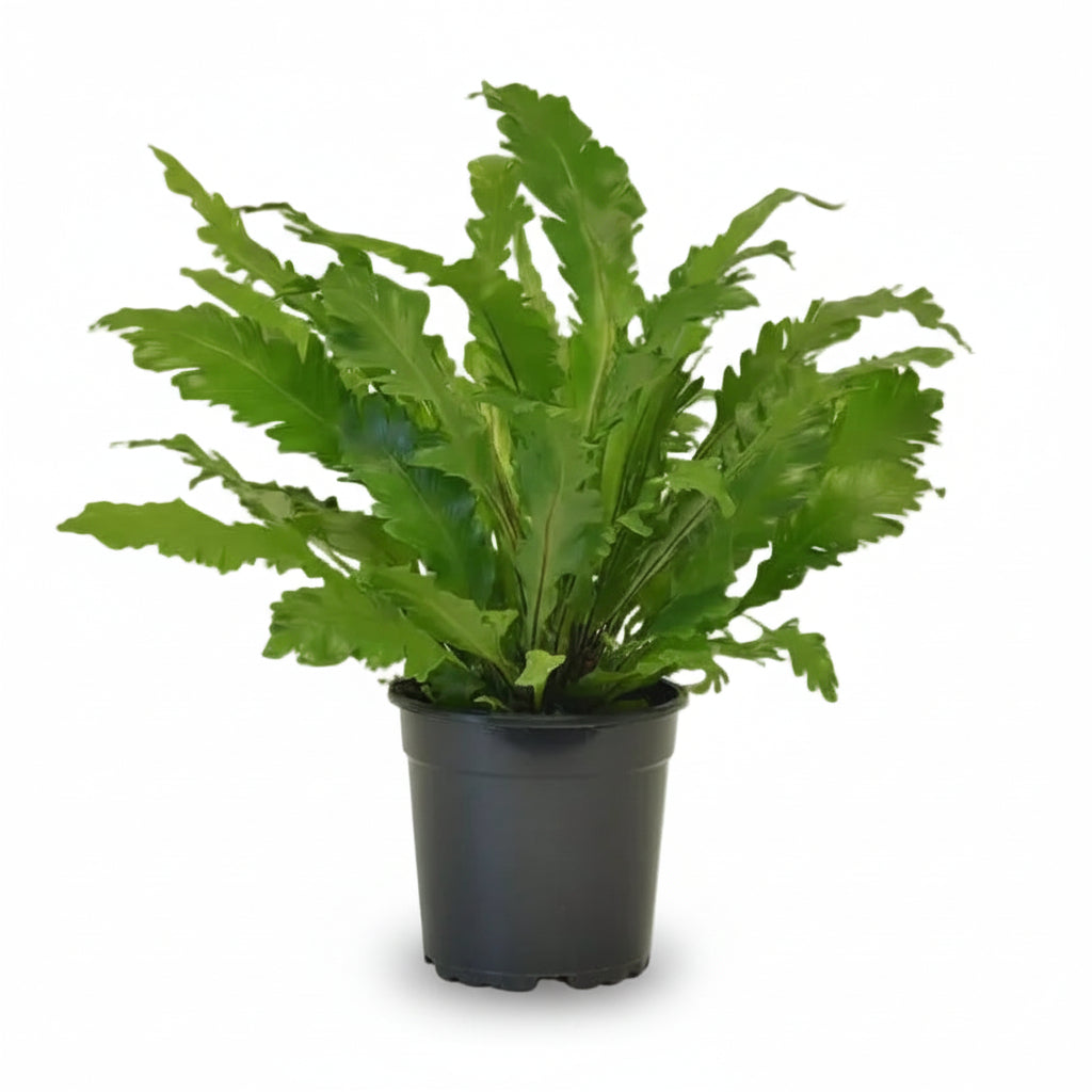Asplenium Campio — Bird&