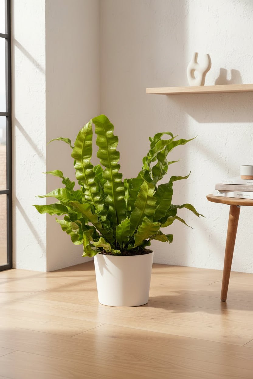 Asplenium Crispy Wave — Helecho nido de pájaro — Ø12 cm — H25 cm - Verdeia - 4