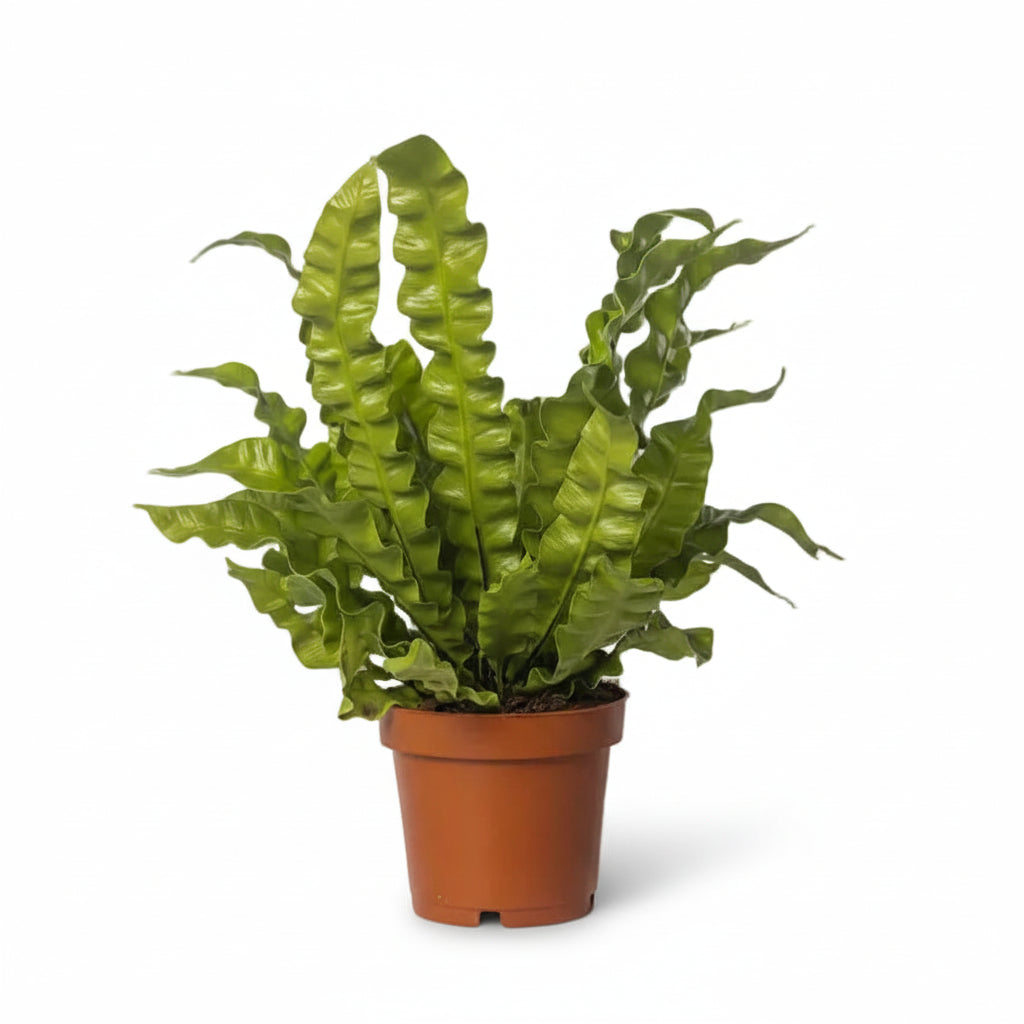 Asplenium Crispy Wave — Bird&