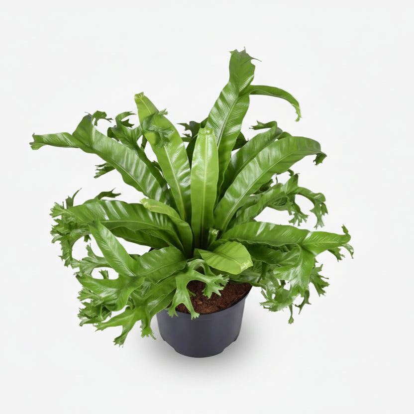 Asplenium Nidus Crissie — Fuglerede-bregne - Verdeia - 6