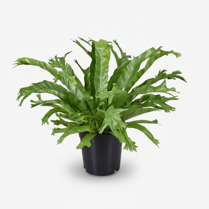 Asplenium Nidus Crissie — Bird&