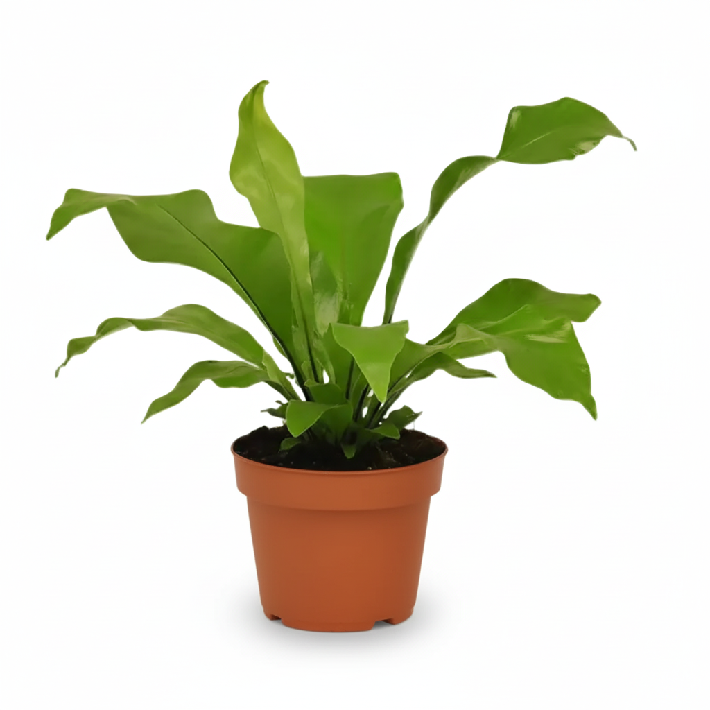 Asplenium Nidus — Bird&