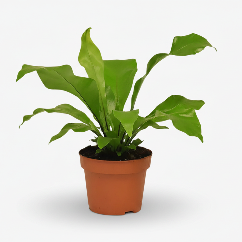 Asplenium Nidus — Helecho nido de pájaro - Verdeia - 4