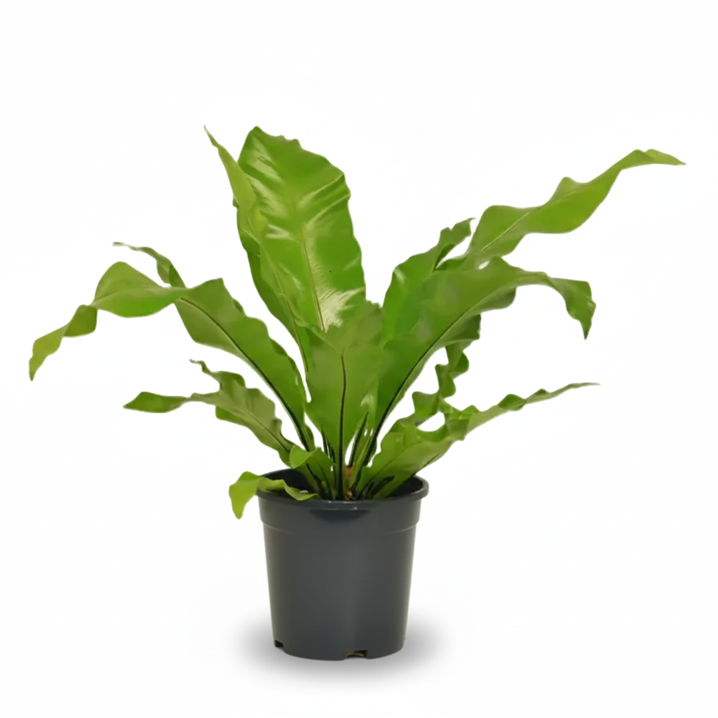 Asplenium Nidus — Bird&