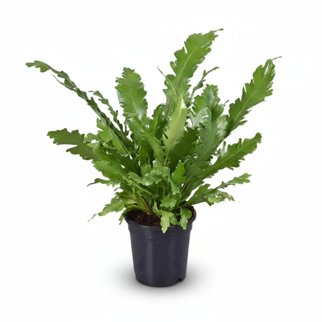 Asplenium Nidus — Bird&