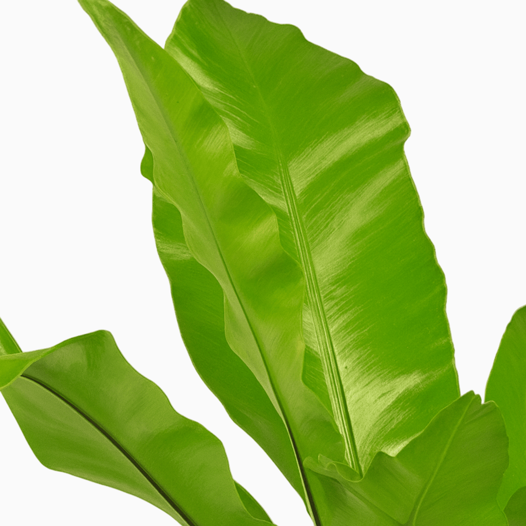 Asplenium Nidus — Feto-ninho - Verdeia - 2