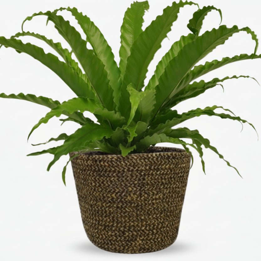 Fougere Asplenium Osaka en una cistella marró fosc sobre fons blanc
