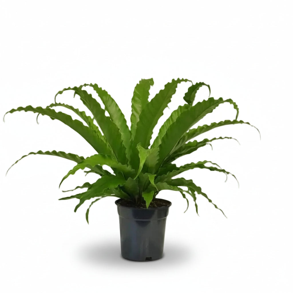 Asplenium Osaka — Bird&