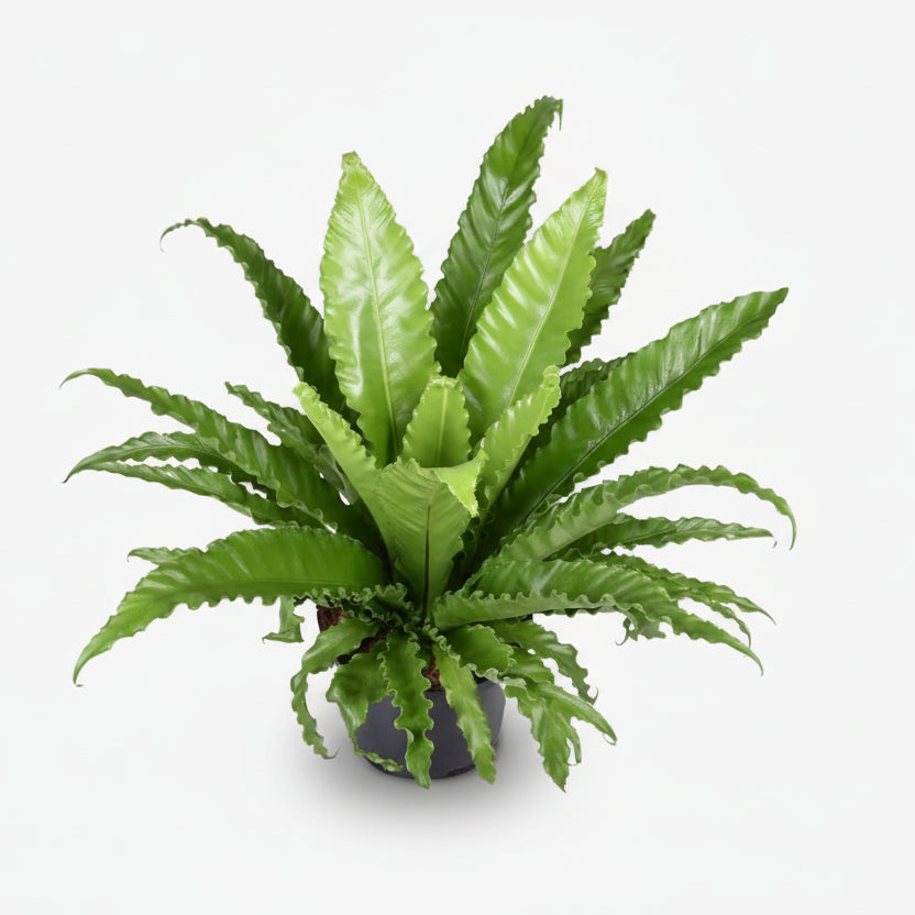 Asplenium Osaka — Helecho nido de pájaro - Verdeia - 6