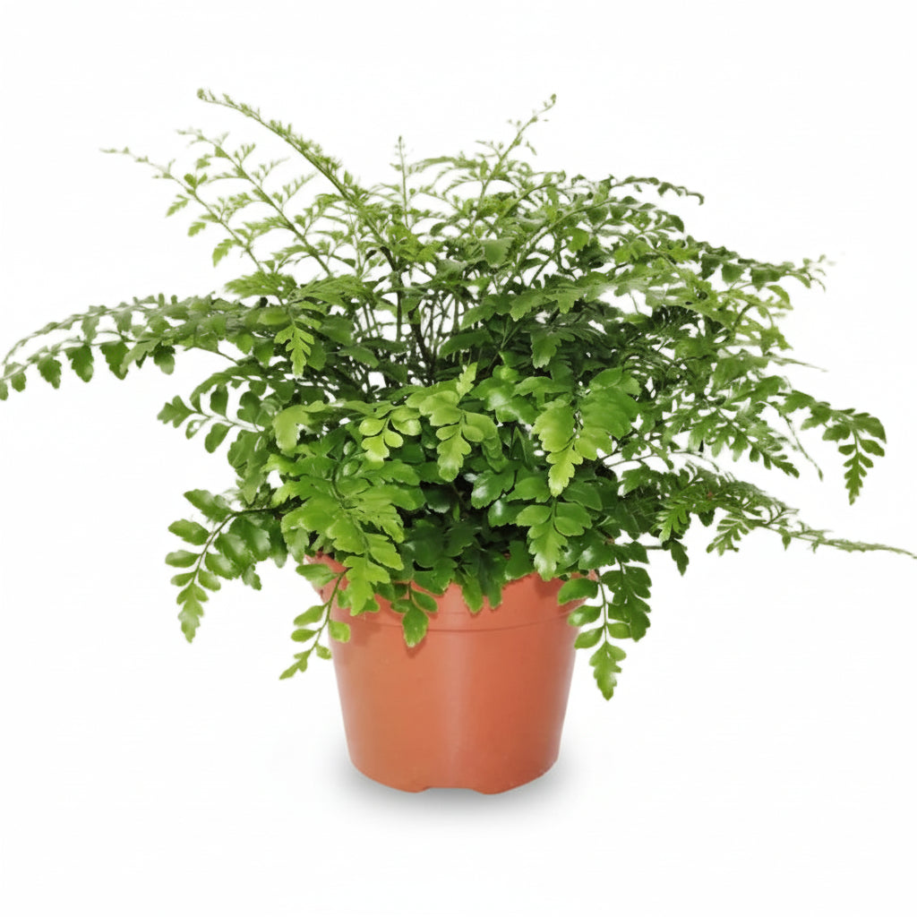 Asplenium &