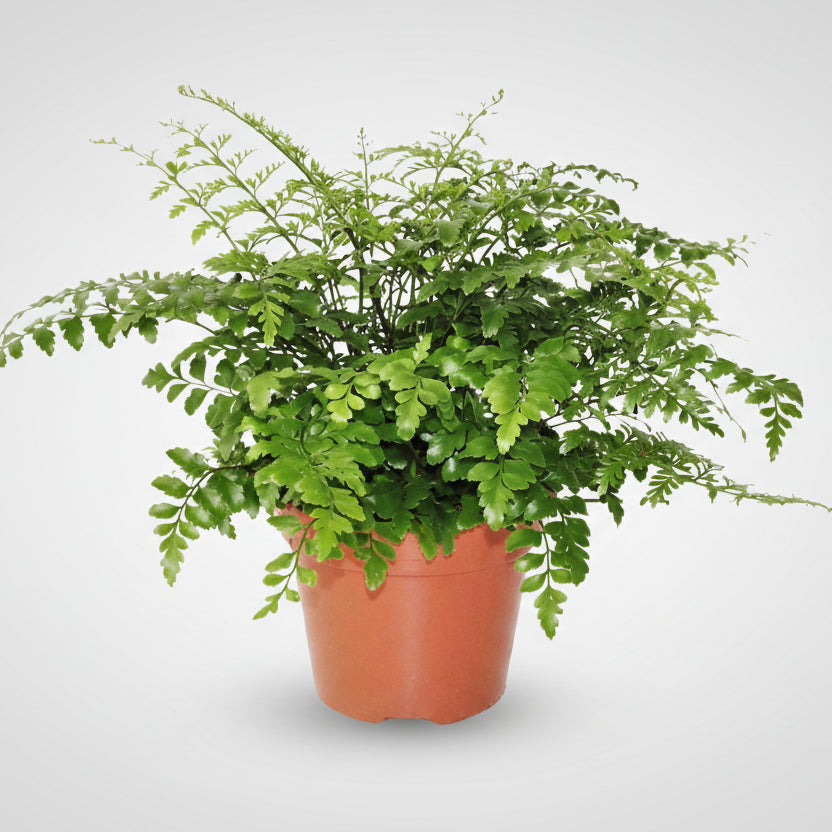 Asplenium &