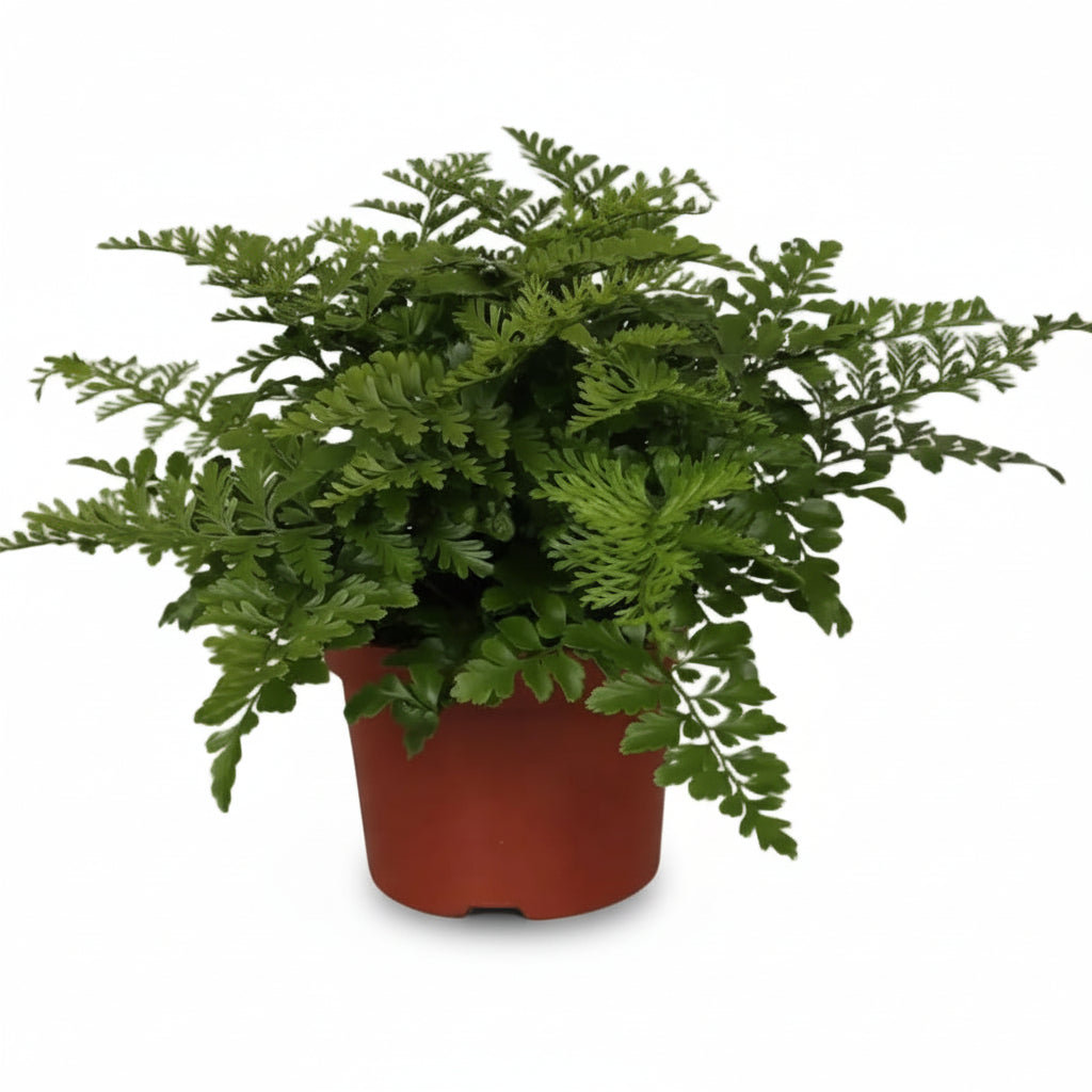 Asplenium &