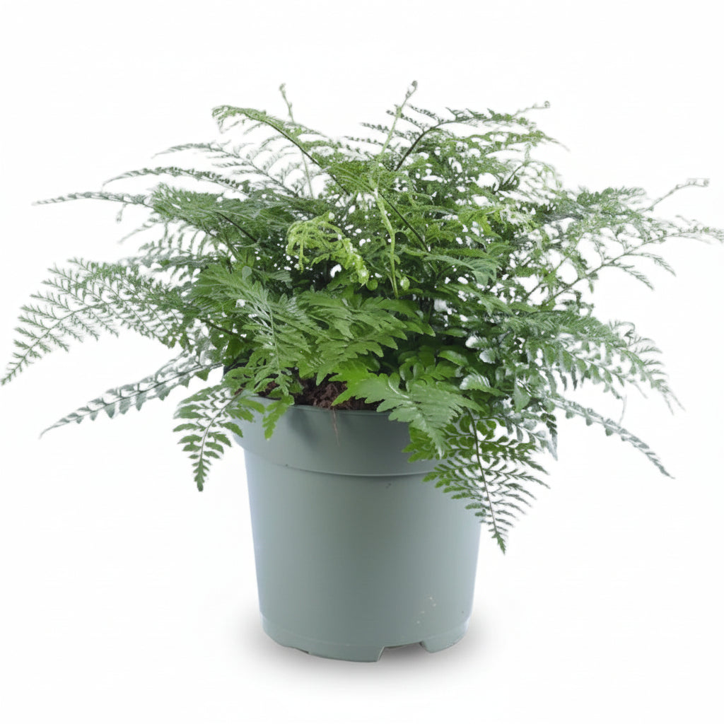 Asplenium &