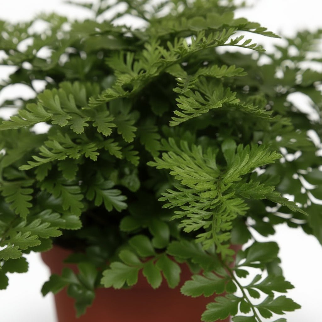 Asplenium ‘Parvati’ – Fougère tropicale d’intérieur - Verdeia