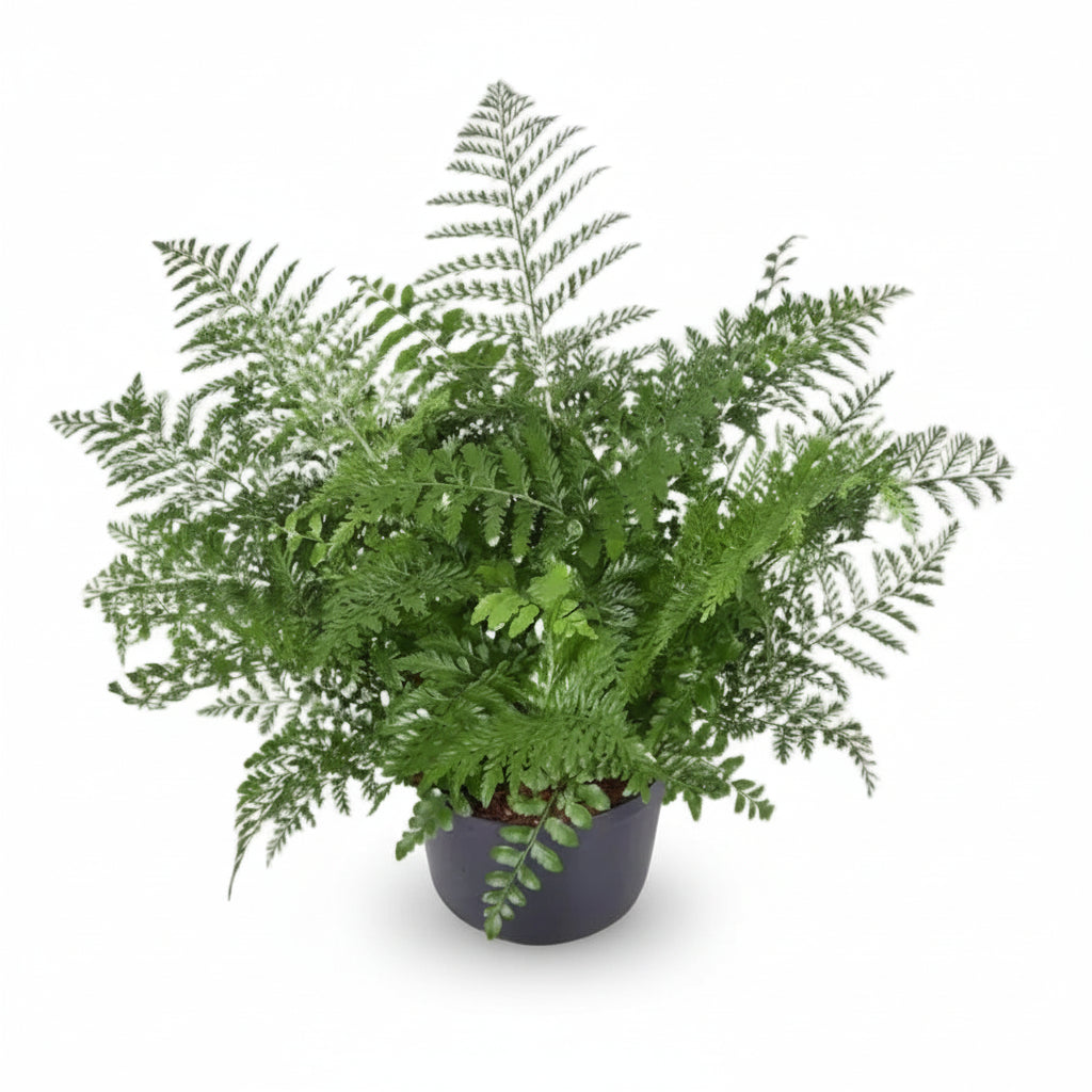 Asplenium &