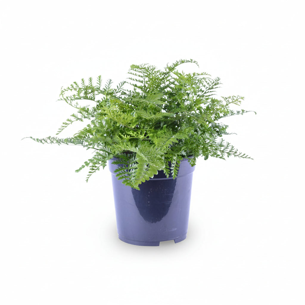 Asplenium „Parvati” — zanokcica gniazdowa - Verdeia - 5