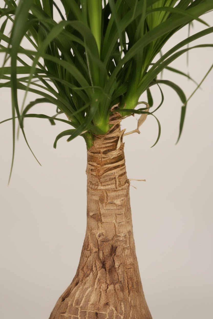 Beaucarnea Nolina — Pie de elefante — Ø19 cm — H60 cm - Verdeia - 2