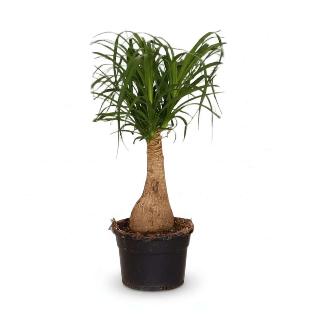 Beaucarnea Nolina — Pied d&