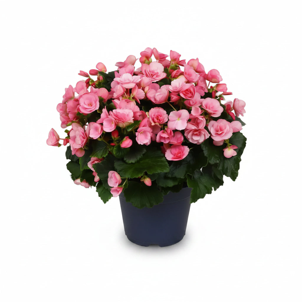 Begonia Betulia Candy — Bégonia rose sur fond blanc