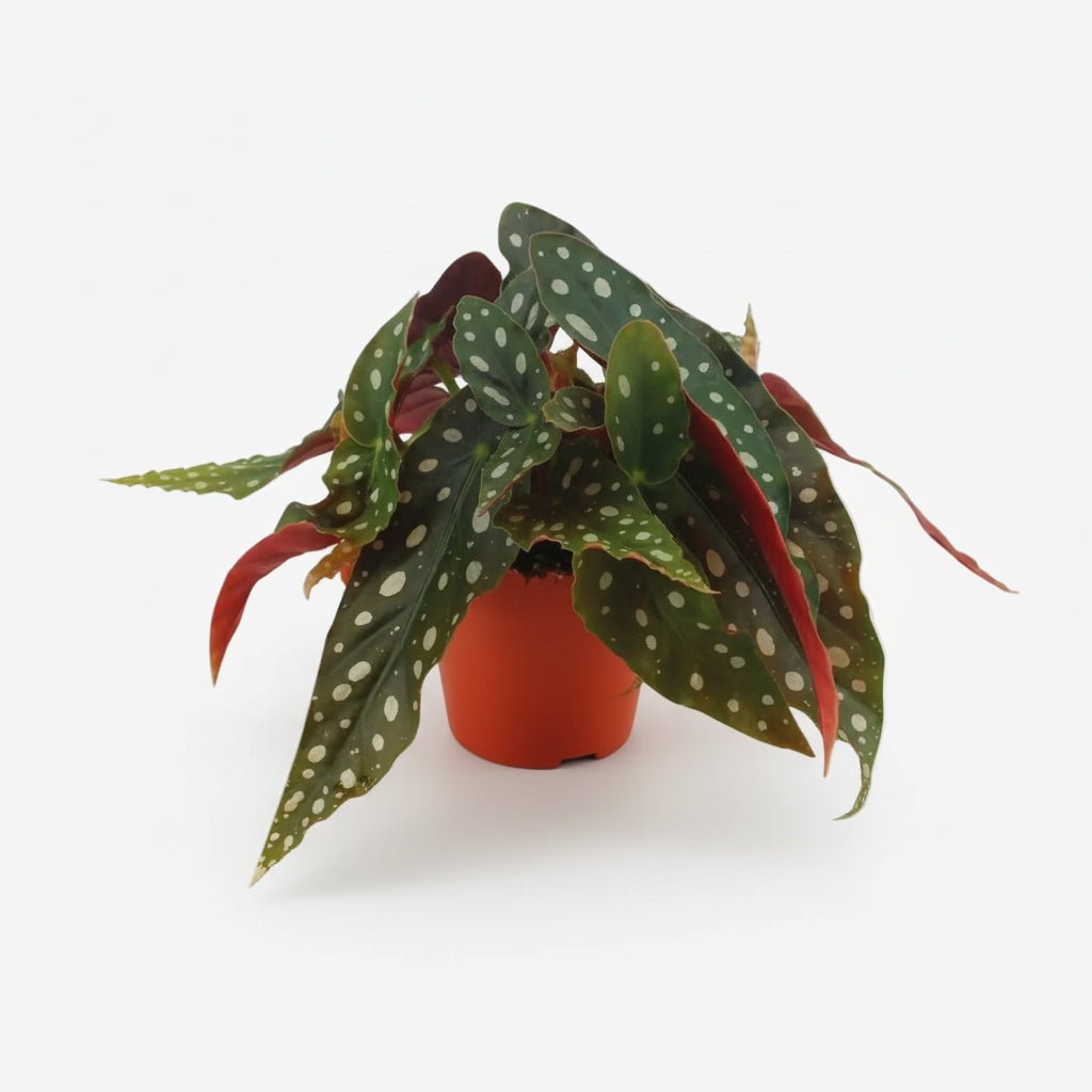 Begonia Maculata - Ø12cm - A20cm - Verdeia - 1