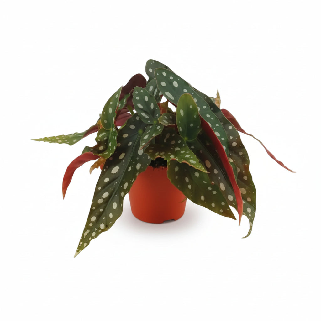 Begonia Maculata - Ø12cm - H20cm - Verdeia - 1