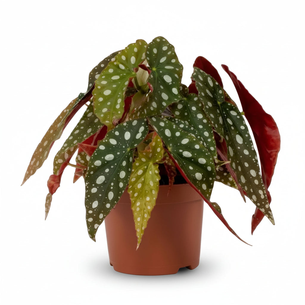 Begonia maculata ‘Wightii’ — Ø12 cm — H20 cm - Verdeia - 1