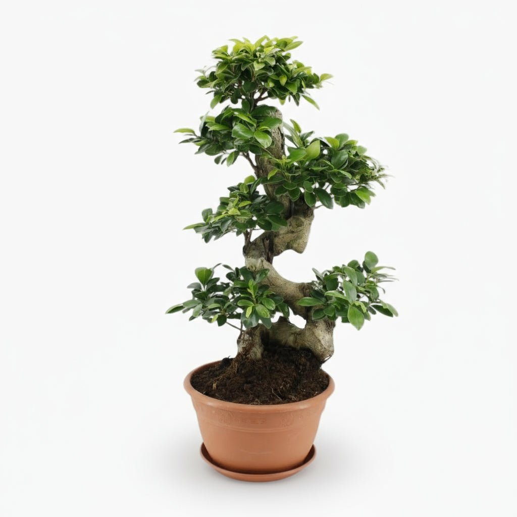 Bonsái Ficus ginseng — Ø27 cm — H70 cm - Verdeia - 1