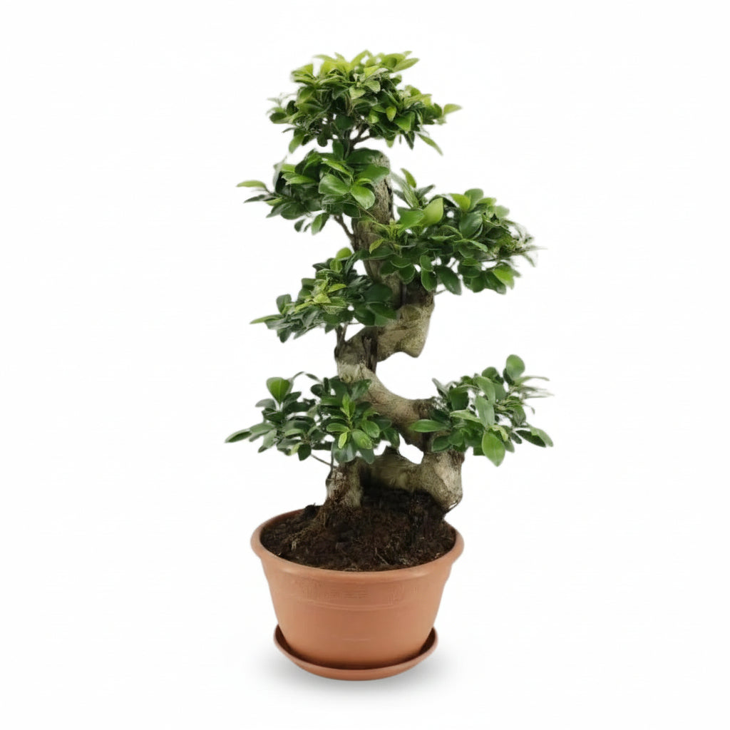 Bonsaj Ficus ginseng — Ø27 cm — V70 cm - Verdeia - 1