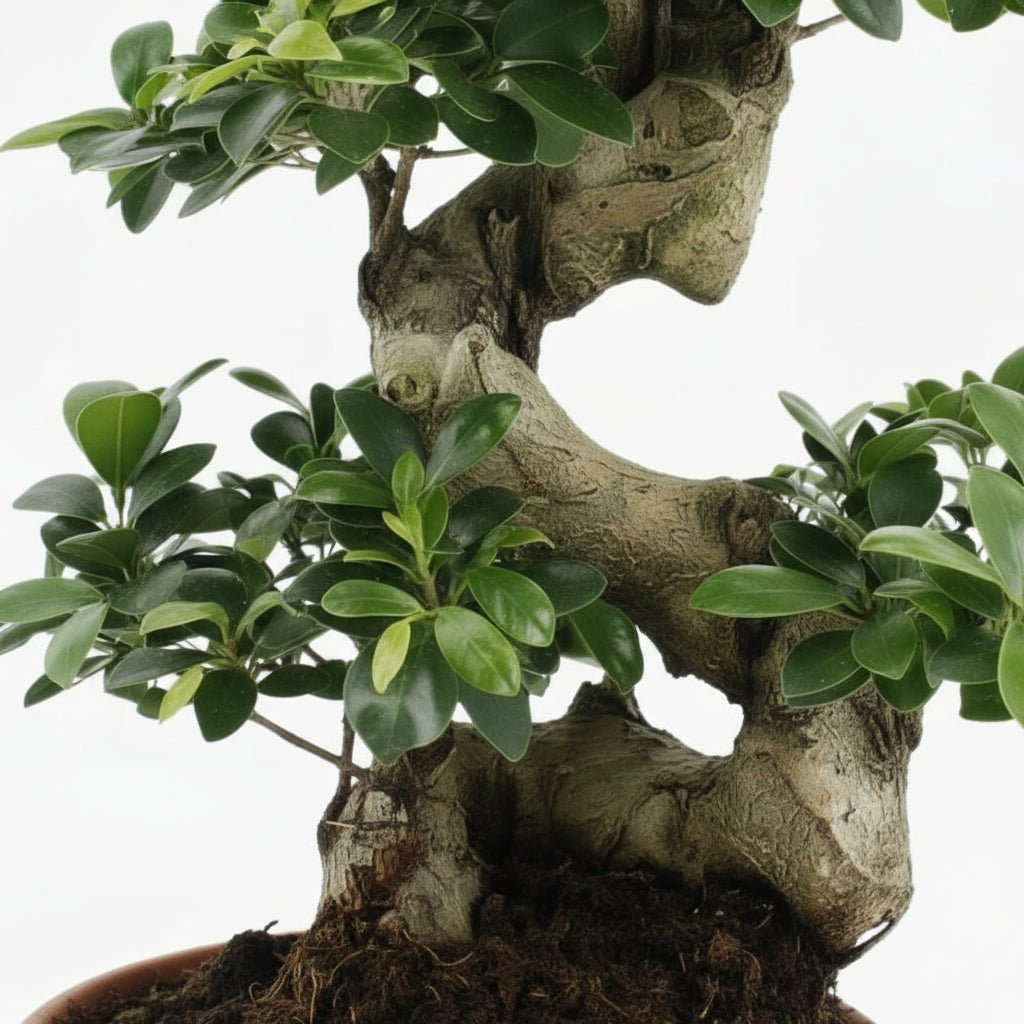 Bonsai Ficus ginseng — Ø27 cm — H70 cm - Verdeia - 2