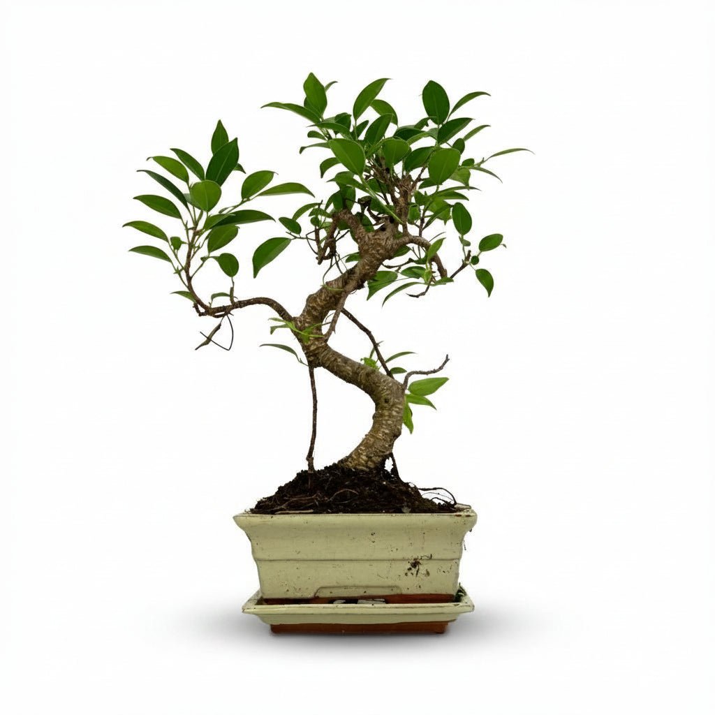 Bonsai Ficus microcarpa forma S — H30-35 cm | Vaso Ø16 cm - Verdeia - 1