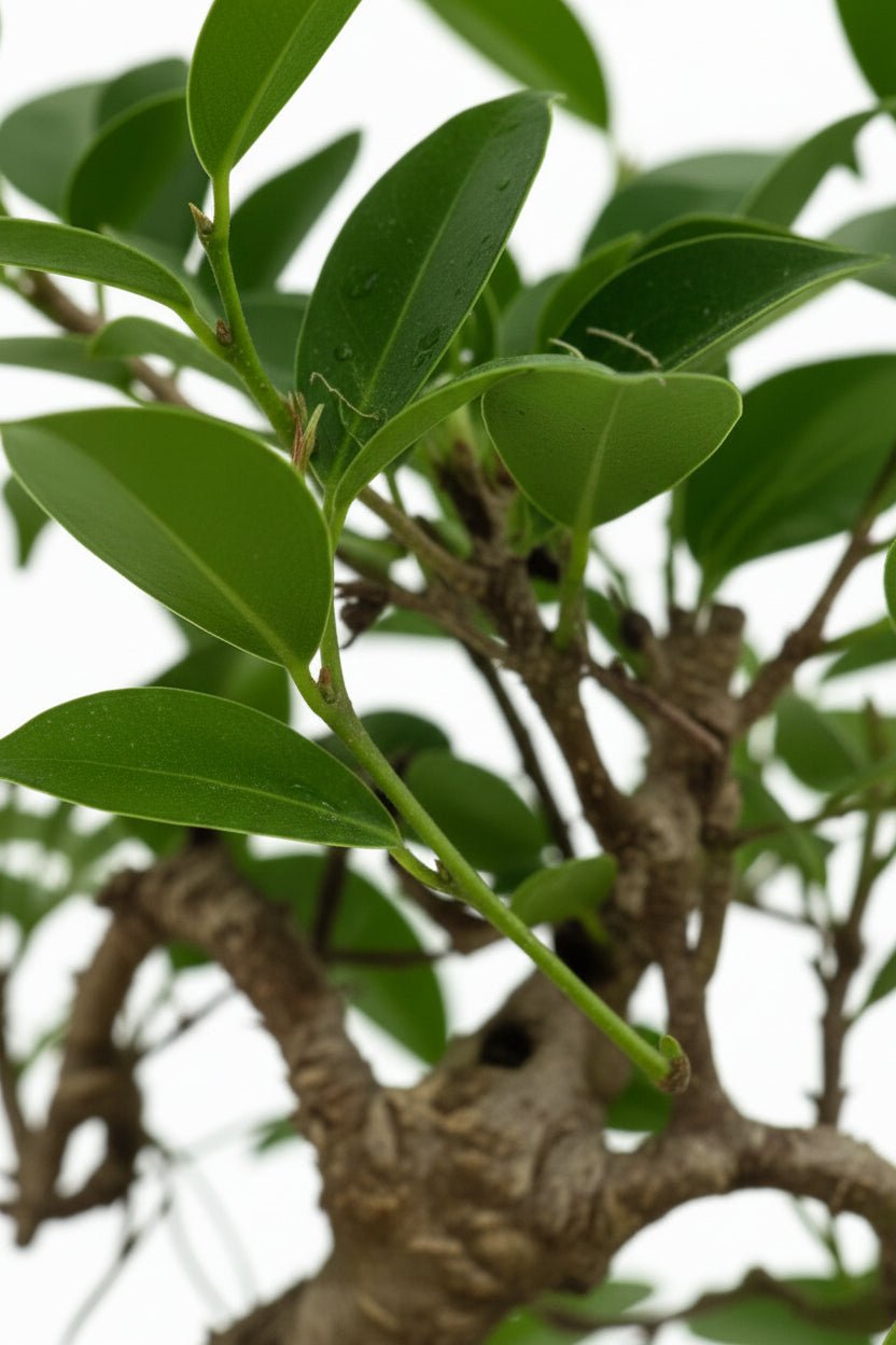 Bonsai Ficus microcarpa forma S — H30-35 cm | Vaso Ø16 cm - Verdeia - 2