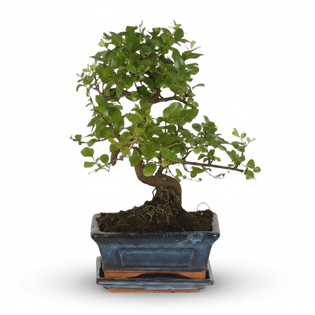Bonsái Sageretia – Ciruelo chino en maceta de cerámica – D15 x A15 cm - Verdeia - 1