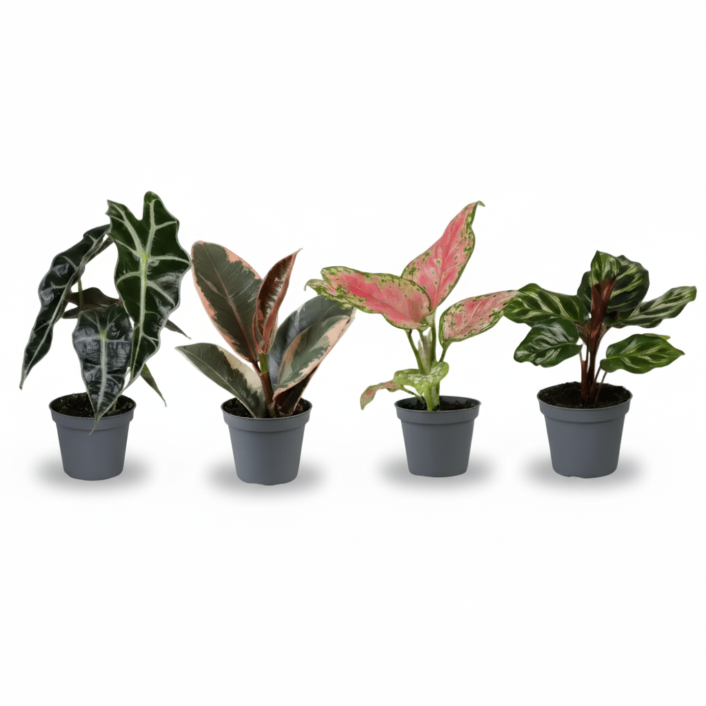 Caja de 4 Mini Plantas Sorpresa - 6 x 12 cm - Verdeia - 1