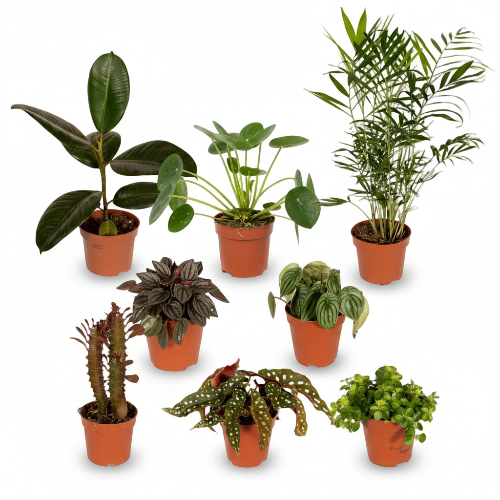 Originalæske – Ø12cm – x8 unikke planter - Verdeia - 1